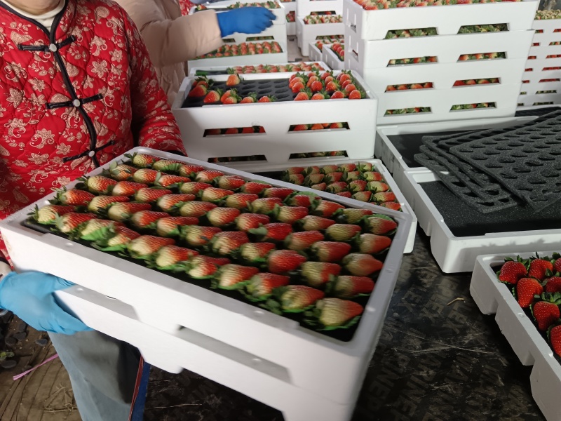 妙香草莓品质好产地一手货源对接全国发货可视频看货