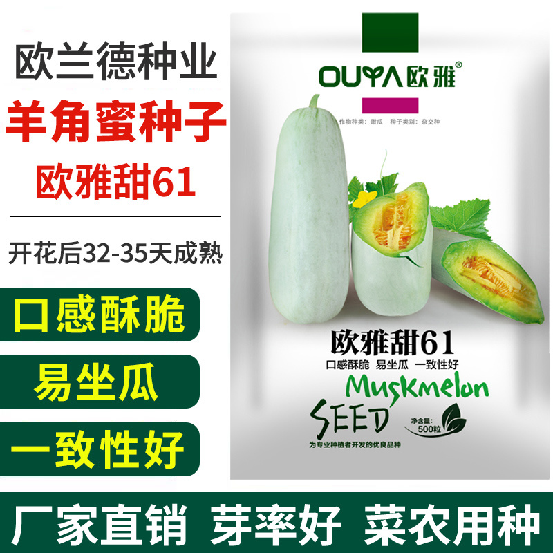 薄皮羊角蜜甜瓜种子欧雅甜61易坐瓜口感酥脆清香菜农种子