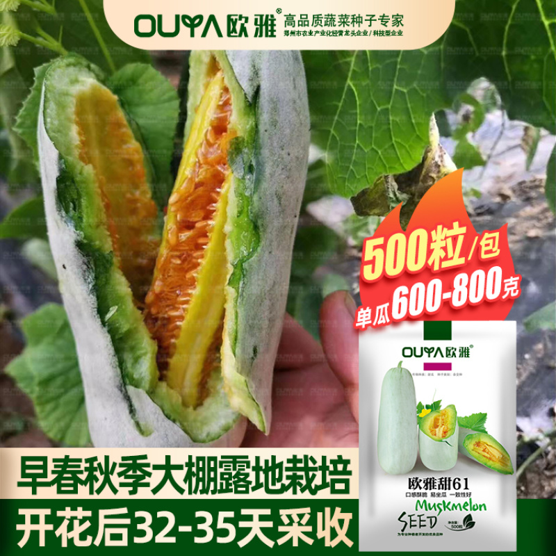 薄皮羊角蜜甜瓜种子欧雅甜61易坐瓜口感酥脆清香菜农种子