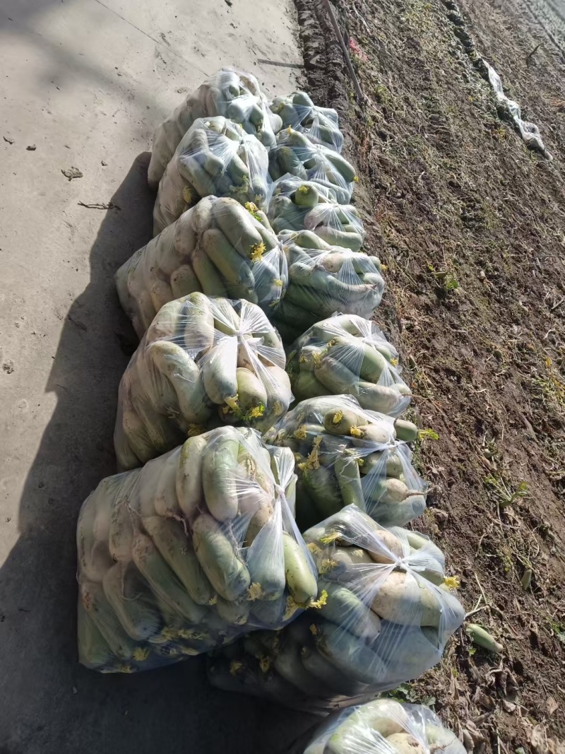 青萝卜现挖先发大小都有无空心糠心开裂开叉按需分拣打包装车