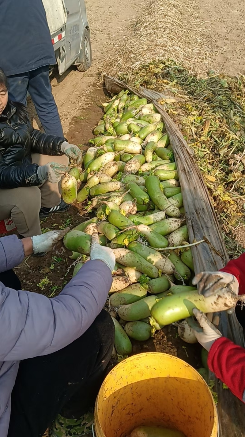 青萝卜现挖先发大小都有无空心糠心开裂开叉按需分拣打包装车