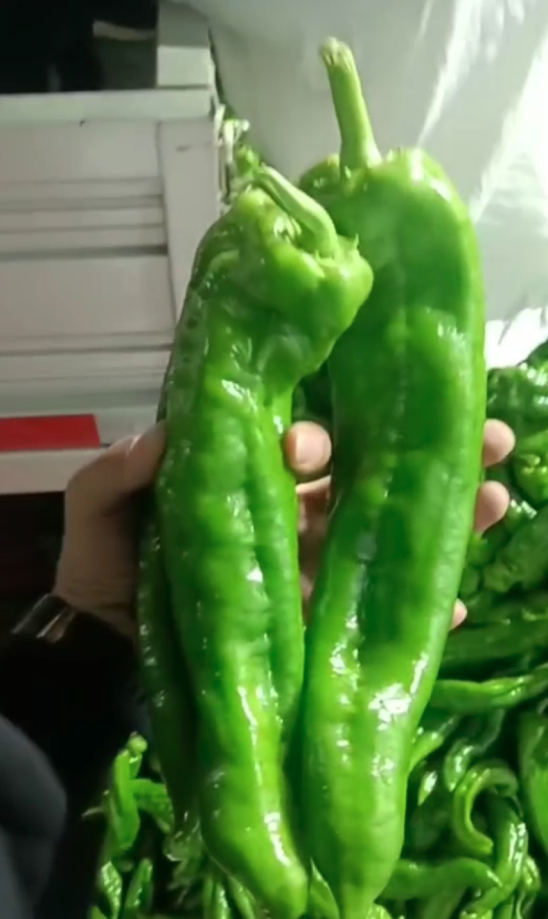 辣椒，泡椒，螺丝椒，芜湖椒，线椒产地，诚信经营，保质保量