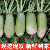 青萝卜现挖先发大小都有无空心糠心开裂开叉按需分拣打包装车