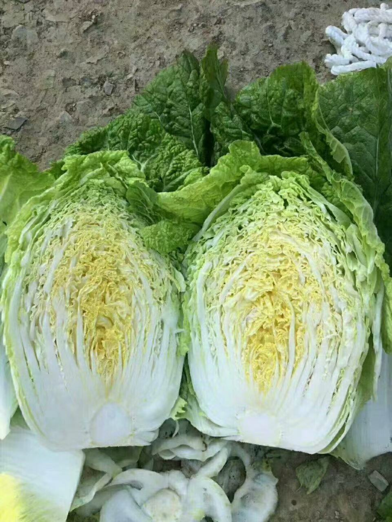 湖南精品黄心大白菜价格合理随时发车协助装车进店联系