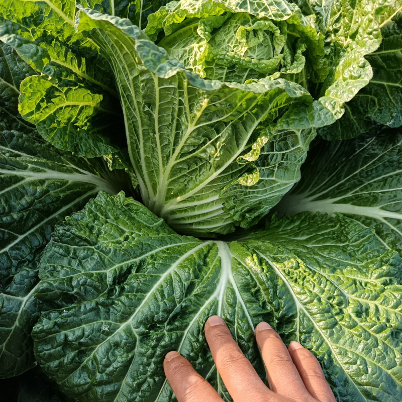湖南精品黄心大白菜价格合理随时发车协助装车进店联系