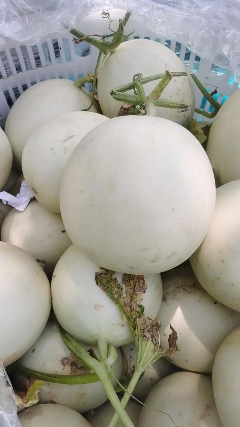 海南甜瓜精品玉菇甜瓜基地一手货源对接电商市场商超