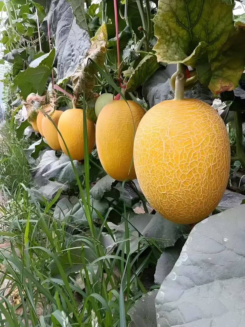 热卖推荐凤金6号哈密瓜基地一手货源可视频全国发货