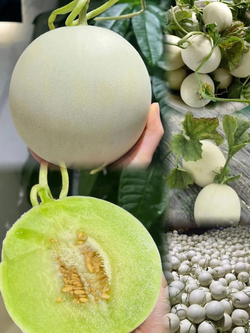 玉菇甜瓜基地一手货源全国发货保质保量可视频看货