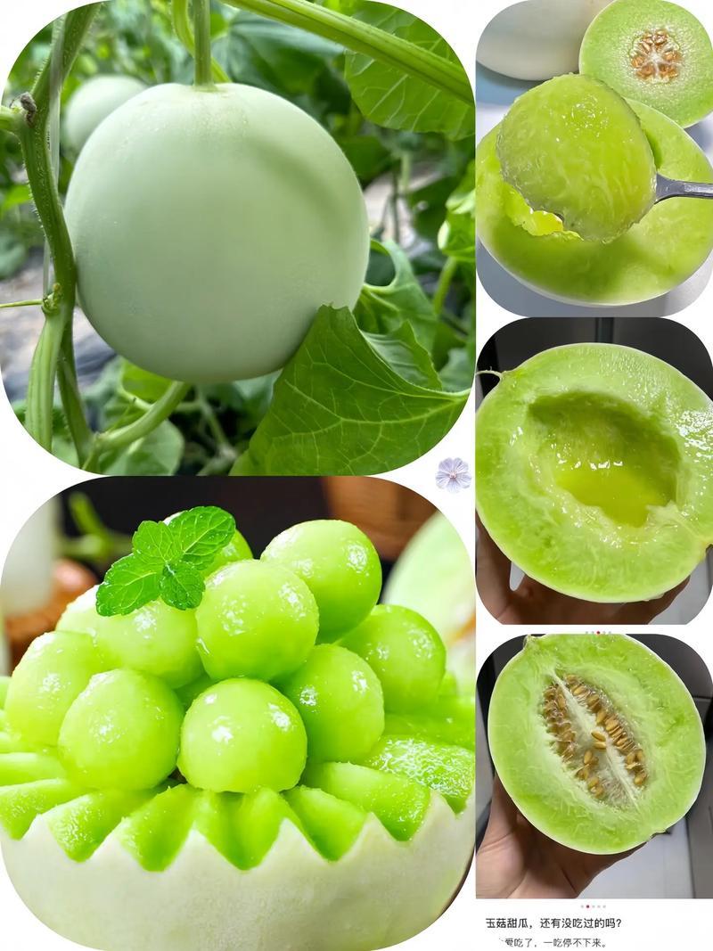 玉菇甜瓜基地一手货源全国发货保质保量可视频看货