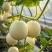 玉菇甜瓜基地一手货源全国发货保质保量可视频看货