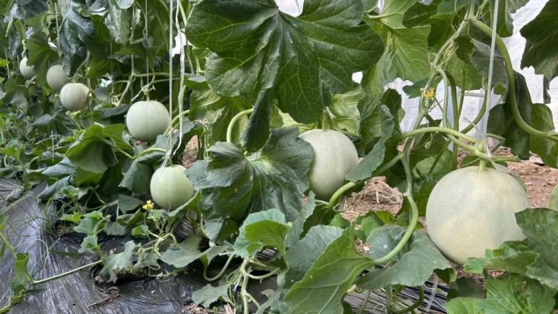 玉菇甜瓜基地一手货源全国发货保质保量可视频看货