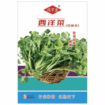 西洋菜种子豆瓣菜种子基地大田高产多年