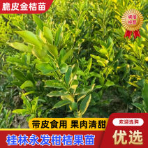 脆皮金桔苗（保证正宗）桂林脆皮金桔苗广西桂林发货