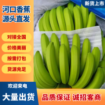 河口香蕉大量供应/对接市场商超水果店/规格齐全/量大从优