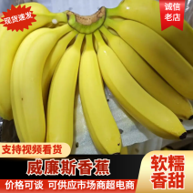威廉斯香蕉大量供应中/对接商超水果店/规格齐全/欢迎来电订购