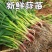 大棚蒜苗河南红根蒜苗产地直供货量充足量大从优