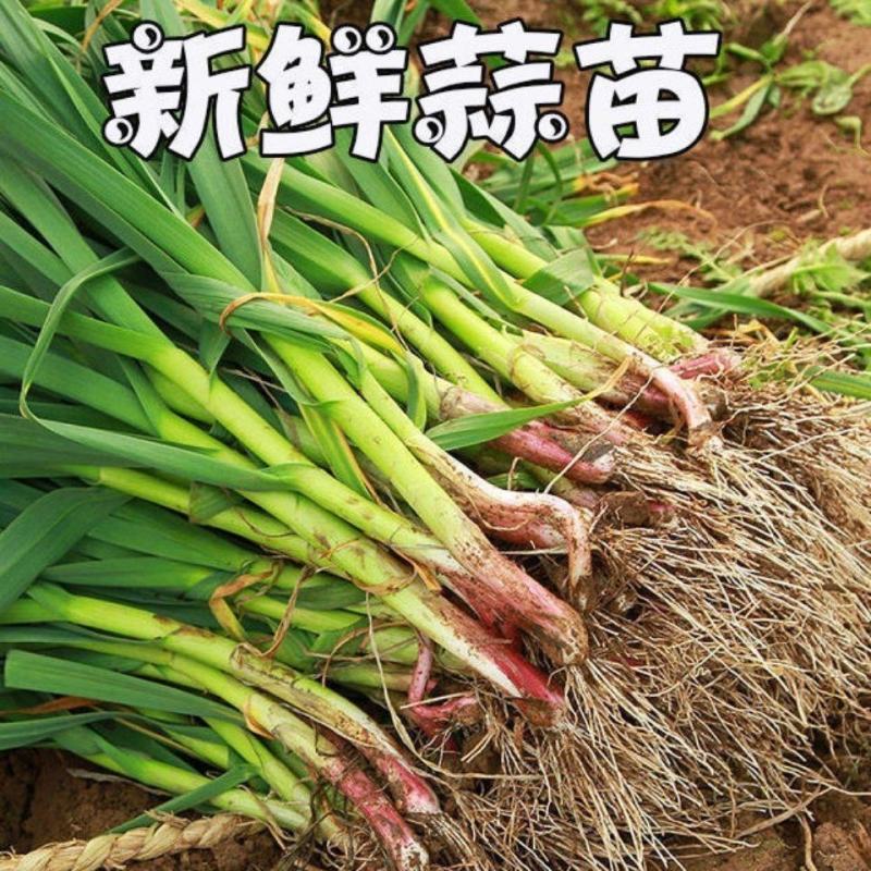大棚蒜苗河南红根蒜苗产地直供货量充足量大从优