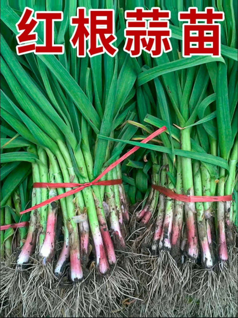 大棚蒜苗河南红根蒜苗产地直供货量充足量大从优
