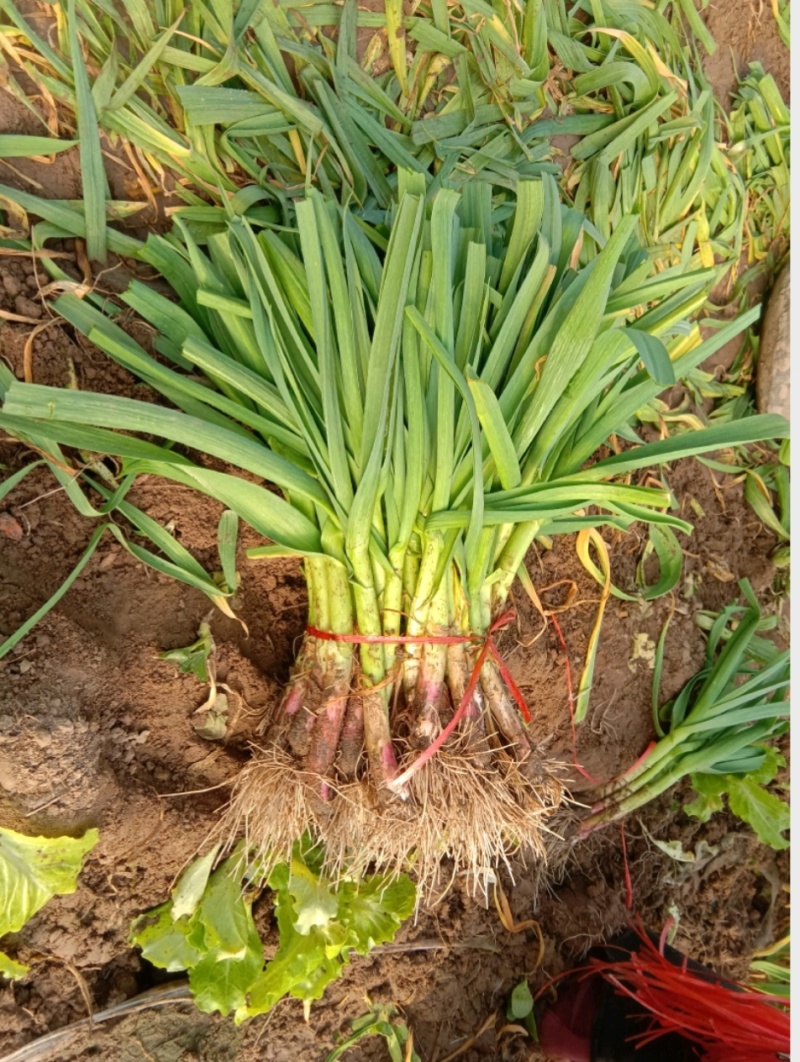 大棚蒜苗河南红根蒜苗产地直供货量充足量大从优