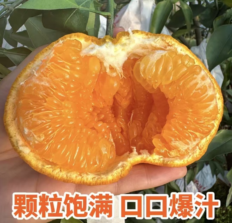 四川春见耙耙柑甘甜爆汁坏烂包赔可视频看货全国发货