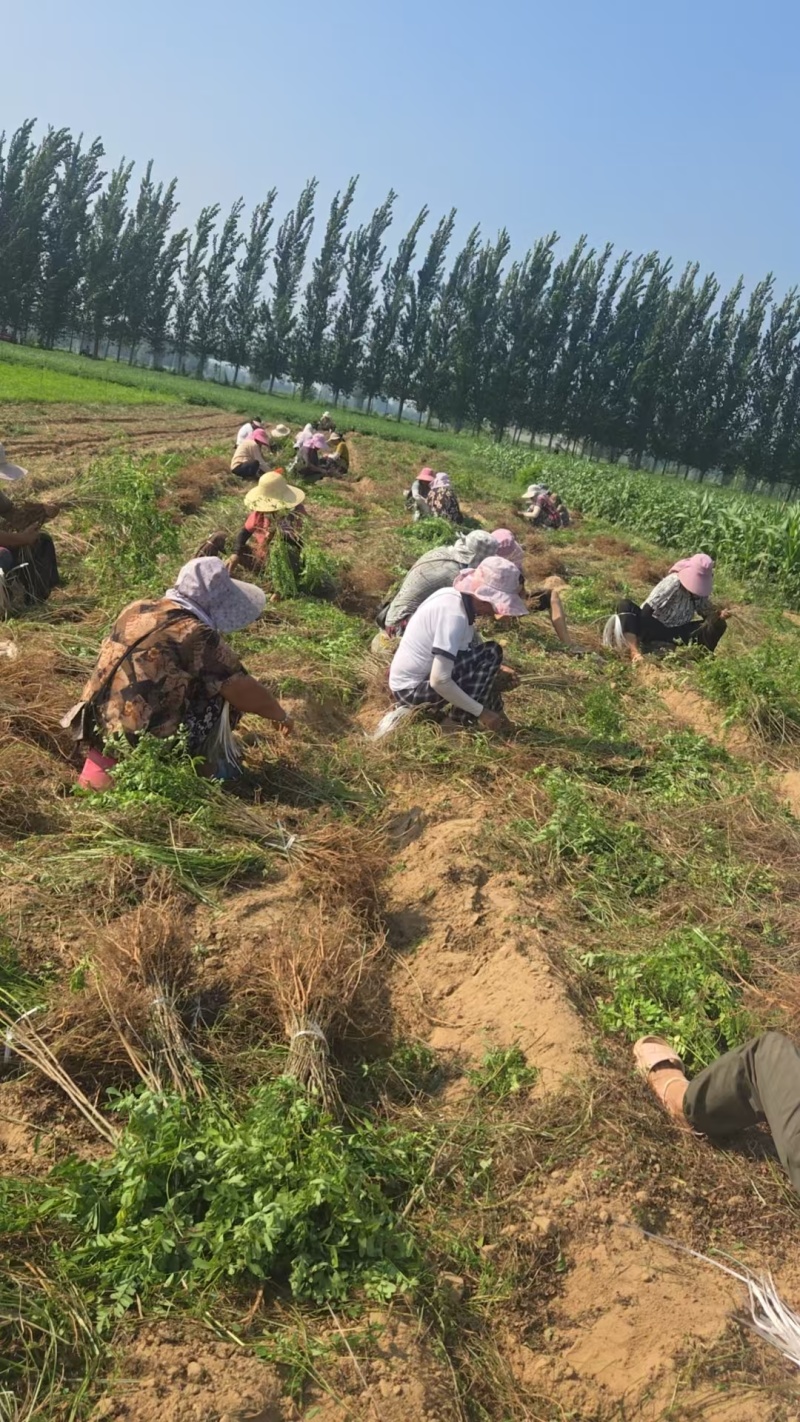 【实力承接绿化工程】优质紫穗槐苗万亩苗木基地欢迎来电洽谈