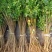 【提供种植技术】优质紫穗槐苗千亩基地现挖现发承接工程