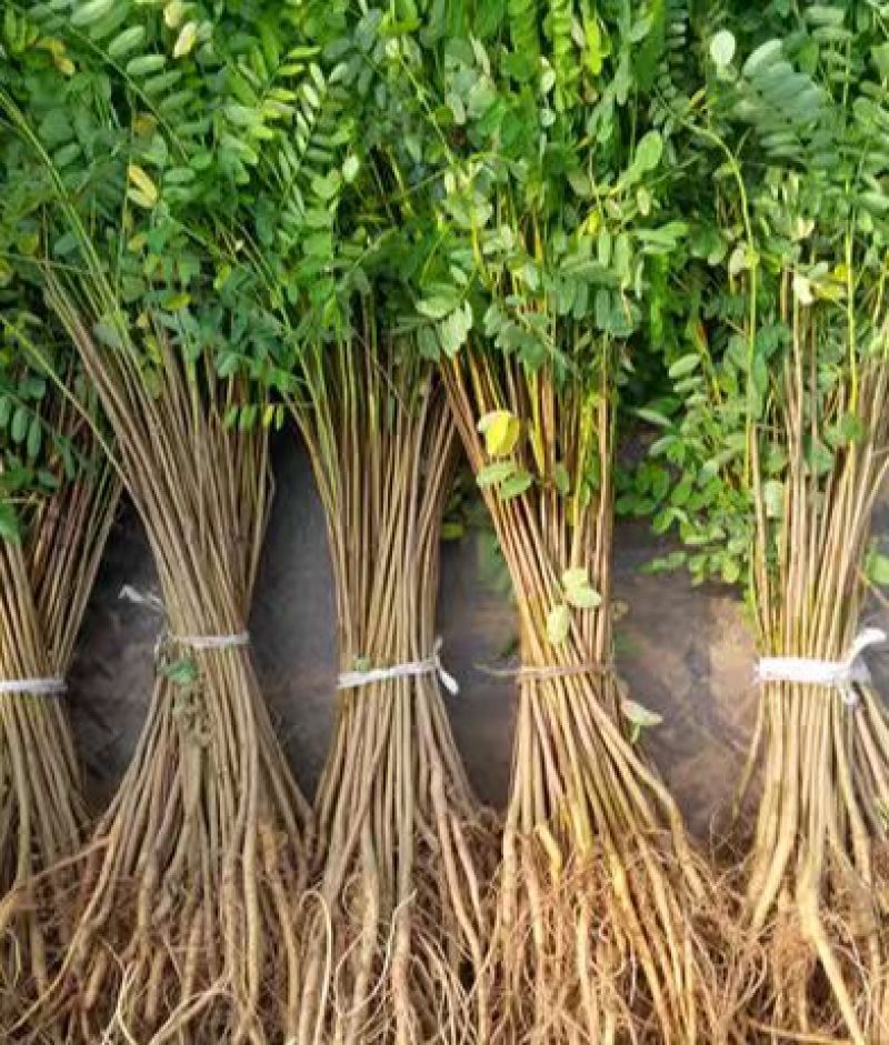 【提供种植技术】优质紫穗槐苗千亩基地现挖现发承接工程