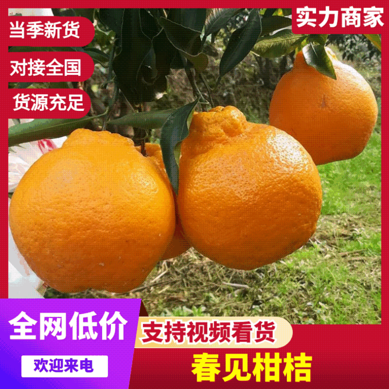 【精选】春见柑桔四川耙耙柑大量供应果面干净保质保量