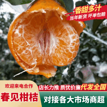【推荐】春见柑桔耙耙柑产地直发对接电商市场等