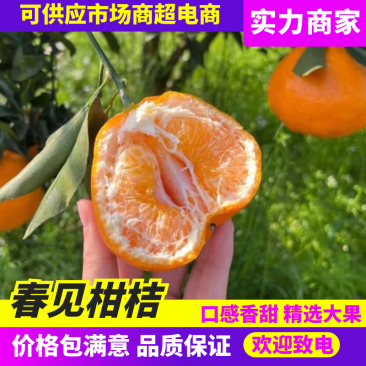 四川春见耙耙柑大量上市新鲜采摘欢迎来电咨询