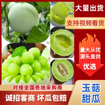 海南甜瓜精品玉菇甜瓜基地一手货源对接电商市场商超