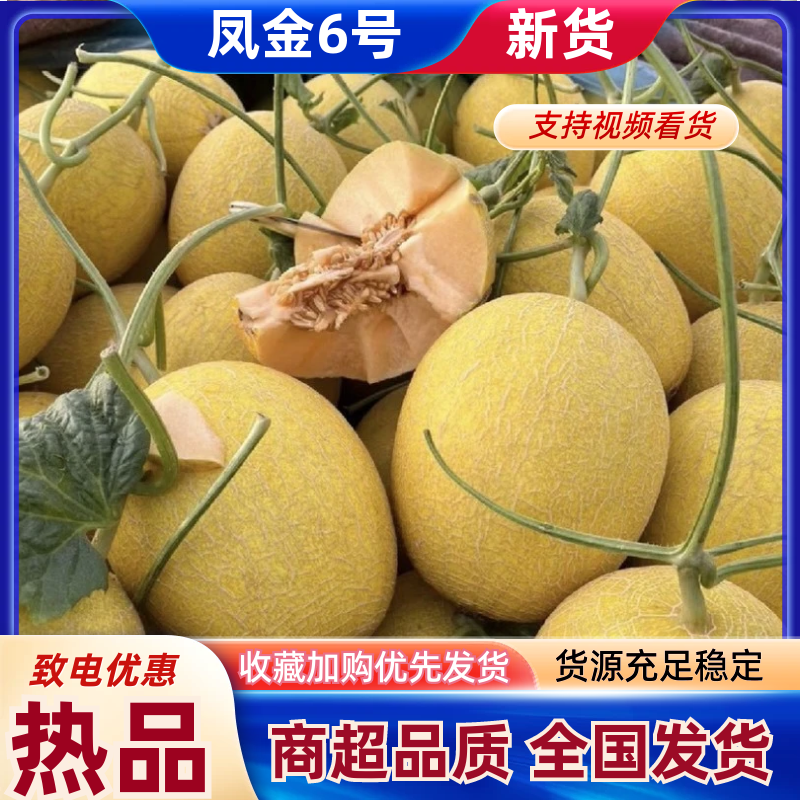 海南哈密瓜凤金6号哈密瓜基地一手货源可视频看货