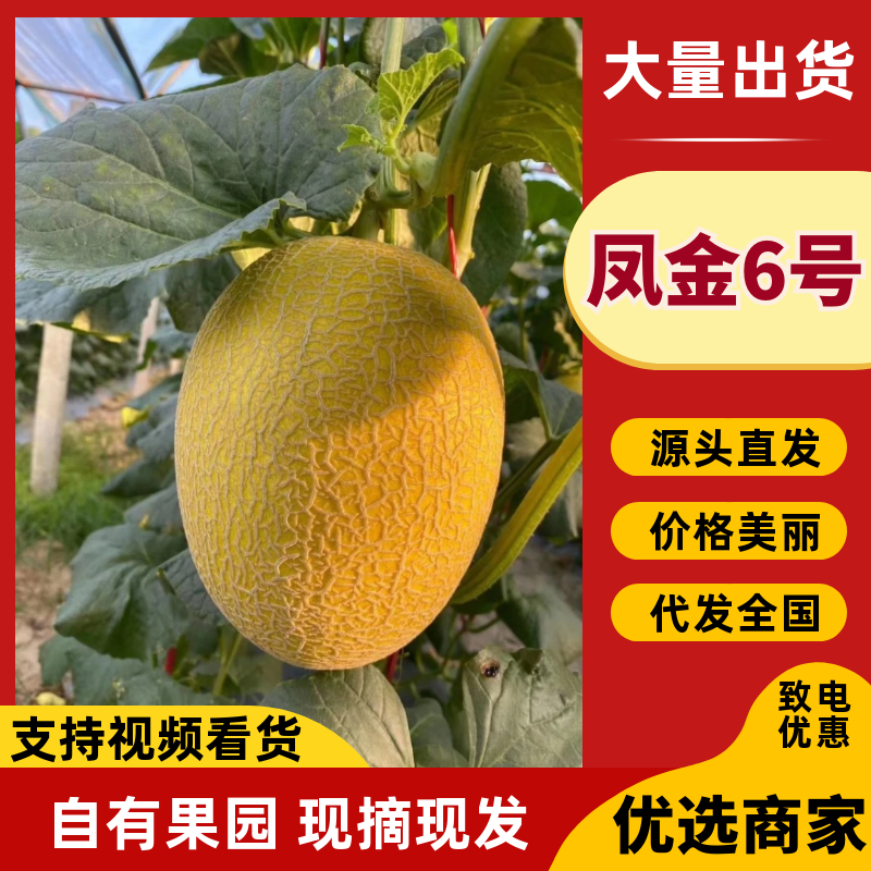 热卖推荐凤金6号哈密瓜基地一手货源可视频全国发货