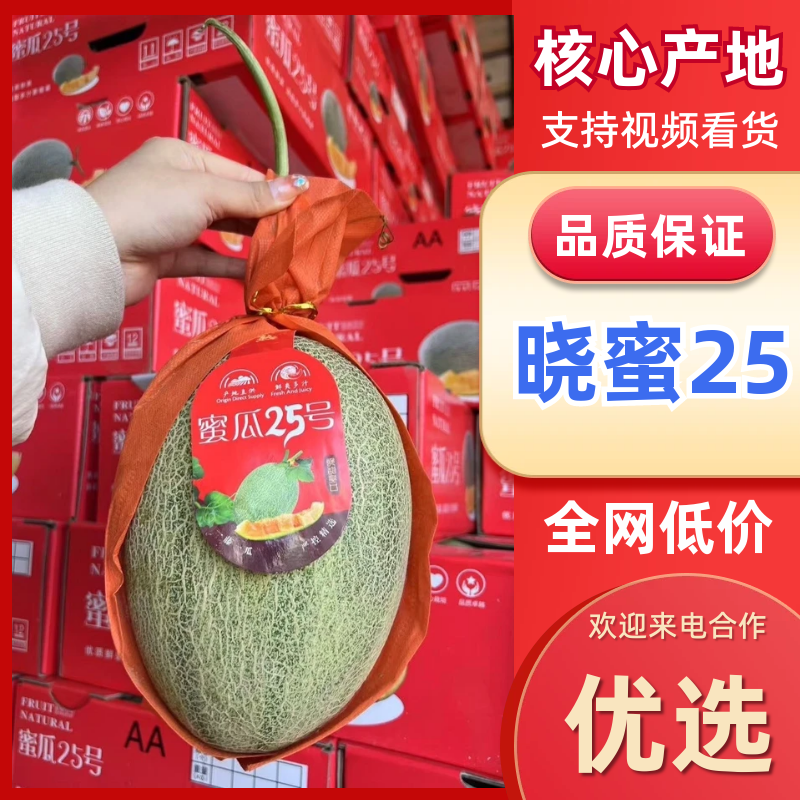 海南哈密瓜晓蜜25哈密瓜对接电商市场商超可视频