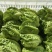 意大利生菜球生菜精品生菜大量接单供应全国现货