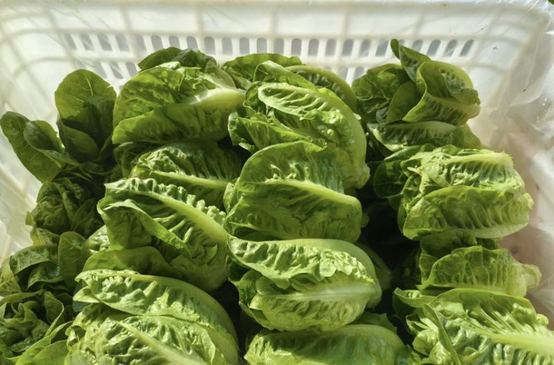 意大利生菜球生菜精品生菜大量接单供应全国现货