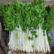湖北白芹菜精品香芹菜小白芹货源充足欢迎采购