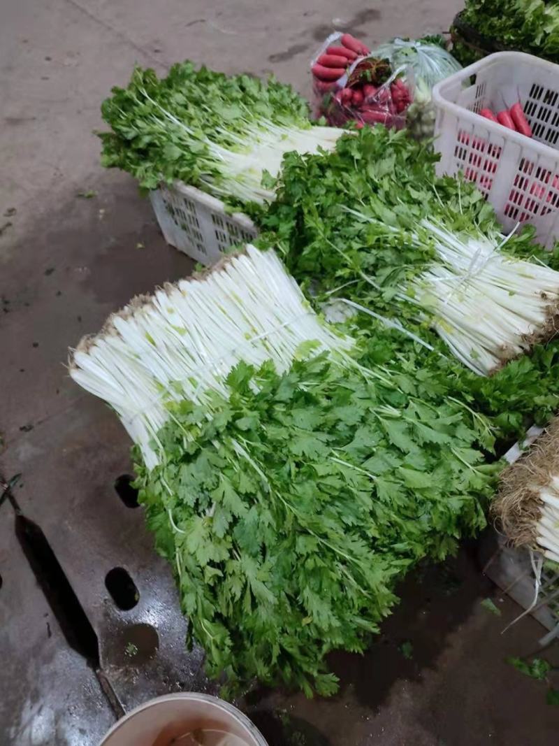 湖北白芹菜精品香芹菜小白芹货源充足欢迎采购