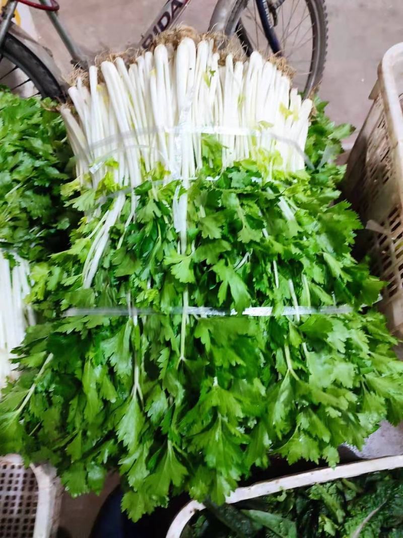 湖北白芹菜精品香芹菜小白芹货源充足欢迎采购