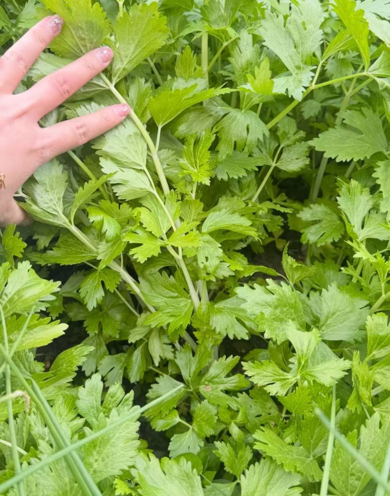 湖北白芹菜精品香芹菜小白芹货源充足欢迎采购