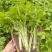 湖北白芹菜精品香芹菜小白芹货源充足欢迎采购