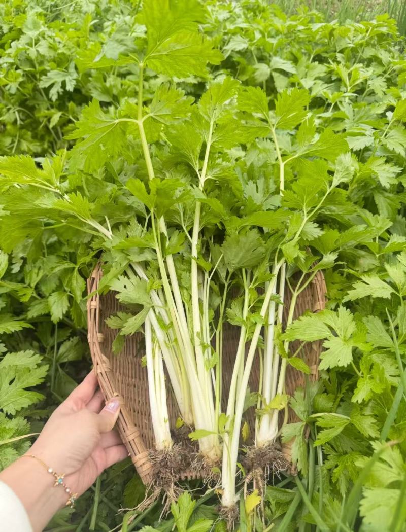 湖北白芹菜精品香芹菜小白芹货源充足欢迎采购