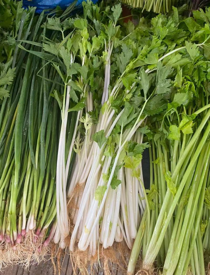 湖北白芹菜精品香芹菜小白芹货源充足欢迎采购