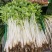 湖北白芹菜精品香芹菜小白芹货源充足欢迎采购