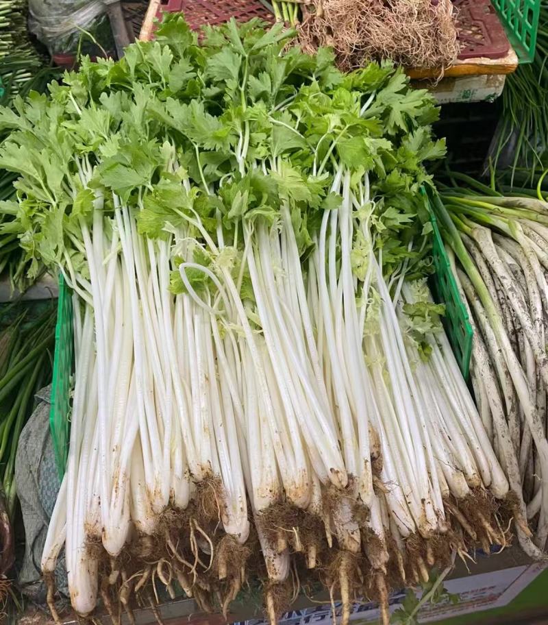 湖北白芹菜精品香芹菜小白芹货源充足欢迎采购