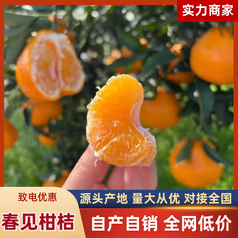 【纯甜】四川春见柑桔精品耙耙柑果型好保质保量