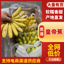 皇帝蕉大量供应/对接市场商超水果店/规格齐全/量大从优