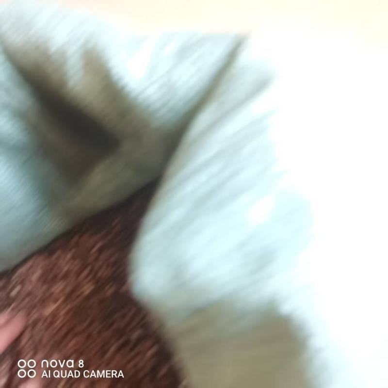 灵山白梗空心菜种子，一手货源，保质保量，诚信经营，欢迎选