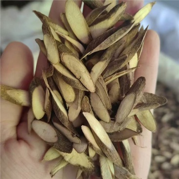 千斤拔中药材批发千金拔代磨粉老鼠尾吊千金拔千斤拔