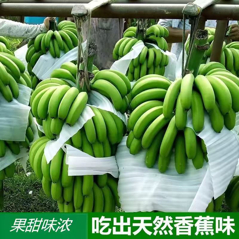 元阳香蕉大量供应/对接市场商超水果店/规格齐全/量大从优